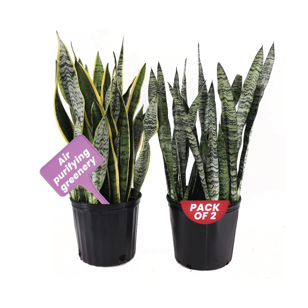 Amazon.com: American Plant Exchange Snake Plant Bundle – Large 10